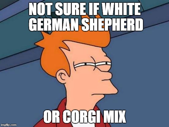 Futurama Fry | NOT SURE IF WHITE GERMAN SHEPHERD; OR CORGI MIX | image tagged in memes,futurama fry | made w/ Imgflip meme maker