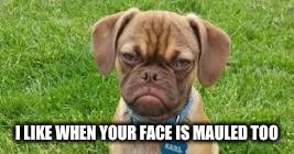 I LIKE WHEN YOUR FACE IS MAULED TOO | made w/ Imgflip meme maker