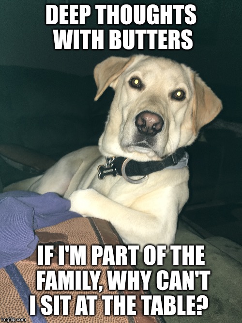 DEEP THOUGHTS WITH BUTTERS; IF I'M PART OF THE FAMILY, WHY CAN'T I SIT AT THE TABLE? | image tagged in deep thoughts,dog memes,butters | made w/ Imgflip meme maker
