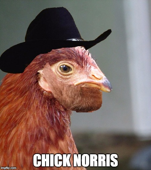 Chick Norris | CHICK NORRIS | image tagged in chuck norris,memes,chicken | made w/ Imgflip meme maker