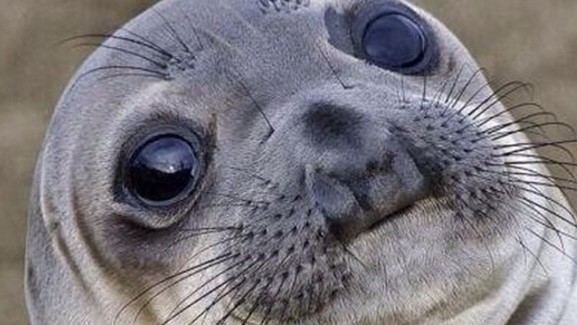 High Quality Confused seal Blank Meme Template