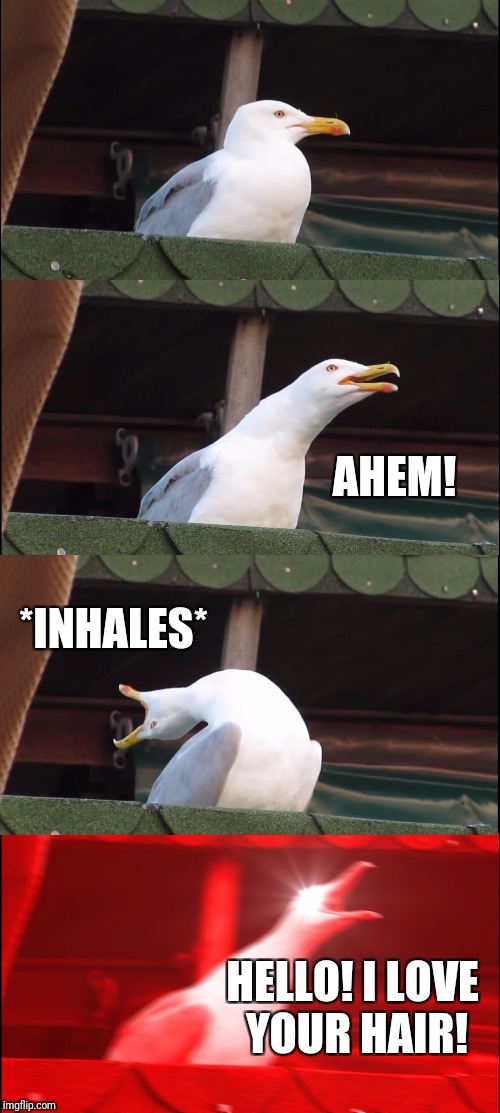 Inhaling Seagull | AHEM! *INHALES*; HELLO! I LOVE YOUR HAIR! | image tagged in inhaling seagull | made w/ Imgflip meme maker