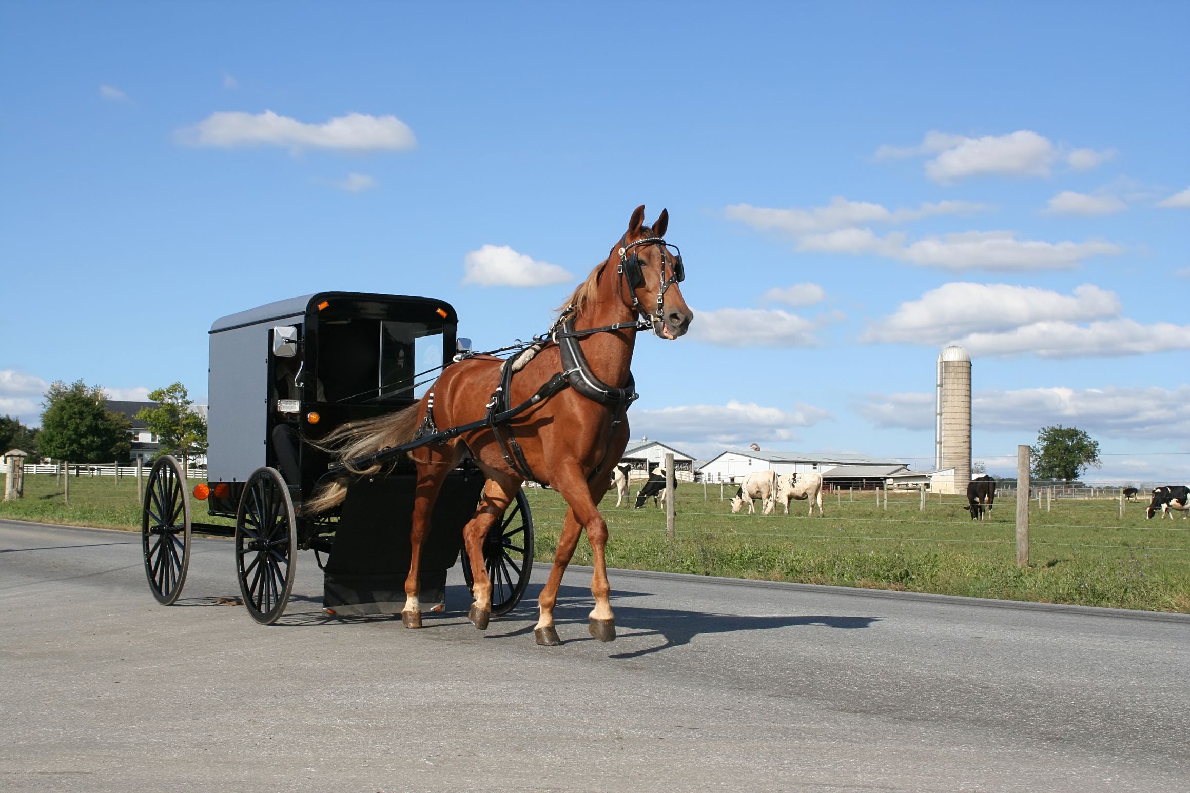 Amish buggy Blank Meme Template