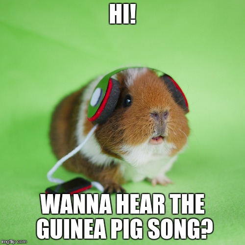 guinea pig headphones | HI! WANNA HEAR THE GUINEA PIG SONG? | image tagged in guinea pig headphones | made w/ Imgflip meme maker