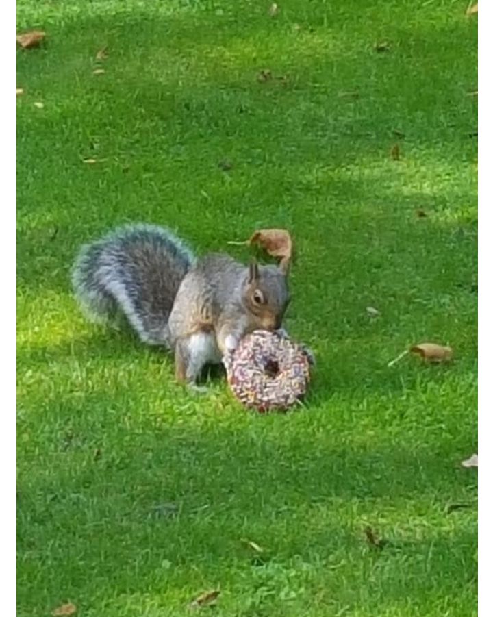 Squirrel eating donut Blank Meme Template