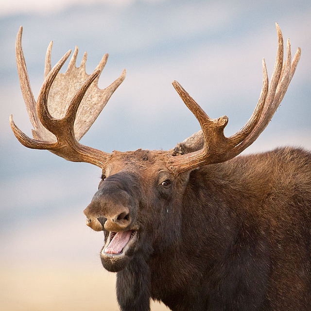 High Quality Laughing moose Blank Meme Template