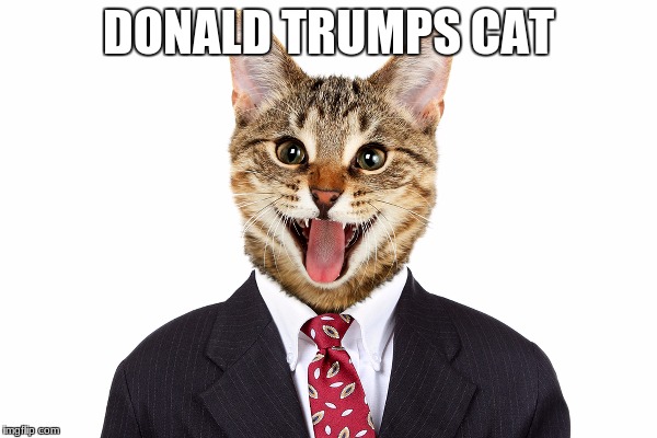 DONALD TRUMPS CAT | image tagged in donald trump | made w/ Imgflip meme maker