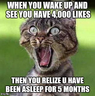 Shocked Cat | WHEN YOU WAKE UP AND SEE YOU HAVE 4,000 LIKES; THEN YOU RELIZE U HAVE BEEN ASLEEP FOR 5 MONTHS | image tagged in shocked cat | made w/ Imgflip meme maker