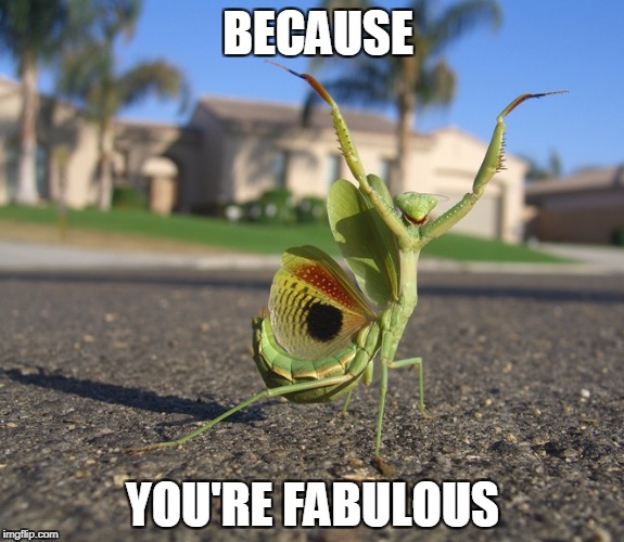 Winning | BECAUSE; YOU'RE FABULOUS | image tagged in winning | made w/ Imgflip meme maker