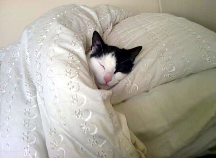High Quality cat in bed Blank Meme Template