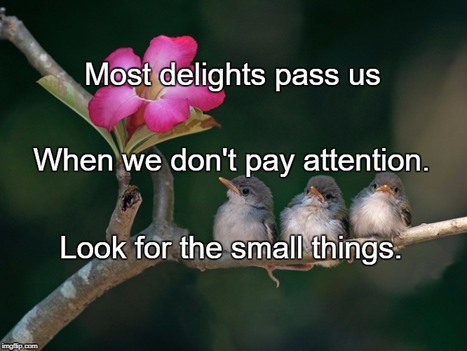 3 baby birds branch flower | Most delights pass us; When we don't pay attention. Look for the small things. | image tagged in 3 baby birds branch flower | made w/ Imgflip meme maker