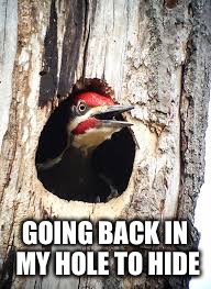 GOING BACK IN MY HOLE TO HIDE | made w/ Imgflip meme maker