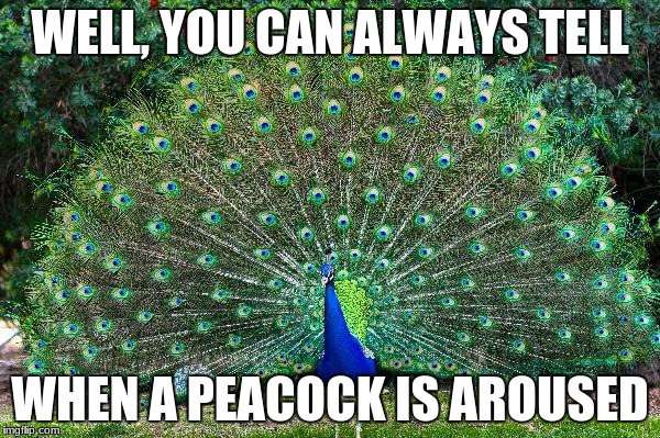 Peacock Arousal | WELL, YOU CAN ALWAYS TELL; WHEN A PEACOCK IS AROUSED | image tagged in peacock,funny | made w/ Imgflip meme maker