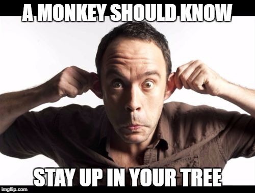 DMB Big Eyed Fish | A MONKEY SHOULD KNOW; STAY UP IN YOUR TREE | image tagged in dmb,dave matthews band,dave matthews,big eyed fish,a monkey should know stay up in your tree | made w/ Imgflip meme maker