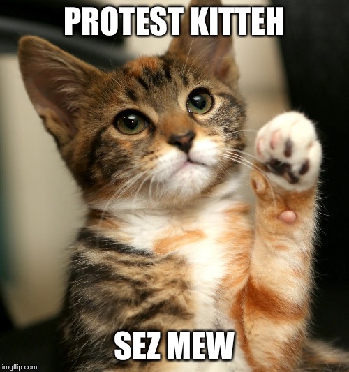 PROTEST KITTAH | PROTEST KITTEH; SEZ MEW | image tagged in protest kittah | made w/ Imgflip meme maker