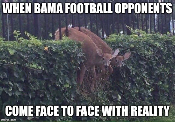 Roll Tide!!!  Oh deer... | WHEN BAMA FOOTBALL OPPONENTS; COME FACE TO FACE WITH REALITY | image tagged in alabama,alabama football,college football,football,ncaa | made w/ Imgflip meme maker