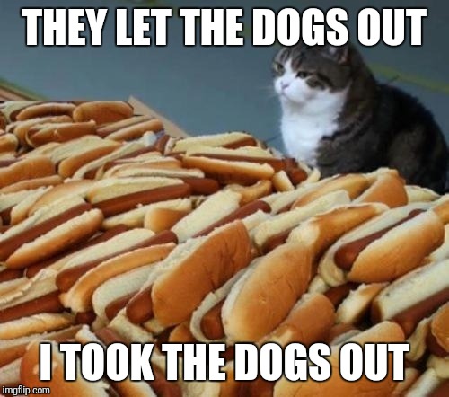 Who let the dogs out? | THEY LET THE DOGS OUT; I TOOK THE DOGS OUT | image tagged in cat,funny,hot dog | made w/ Imgflip meme maker