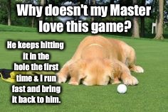 Hole in One Retriever | Why doesn't my
Master love this game? He keeps hitting it in the hole the first time & I run fast and bring it back to him. | image tagged in memes,golf,hole in one,dog,fetch,golf ball | made w/ Imgflip meme maker