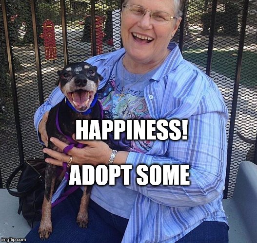 Dog is happiness | HAPPINESS! ADOPT SOME | image tagged in funny dog memes,old lady meme,happiness is,happiness,adoption | made w/ Imgflip meme maker