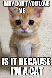 sad cat | WHY DON'T YOU LOVE ME; IS IT BECAUSE I'M A CAT | image tagged in cute cat | made w/ Imgflip meme maker