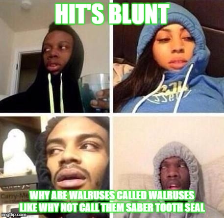 *Hits blunt | HIT'S BLUNT; WHY ARE WALRUSES CALLED WALRUSES LIKE WHY NOT CALL THEM SABER TOOTH SEAL | image tagged in hits blunt | made w/ Imgflip meme maker