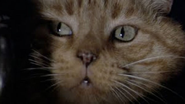 High Quality Jonesy the Alien Cat Blank Meme Template