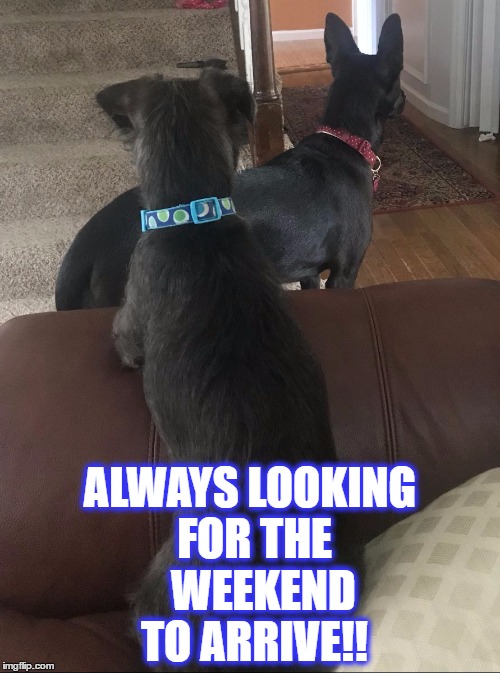 Waiting | ALWAYS LOOKING FOR THE 
 WEEKEND TO ARRIVE!! | image tagged in waiting,dogs,cute | made w/ Imgflip meme maker