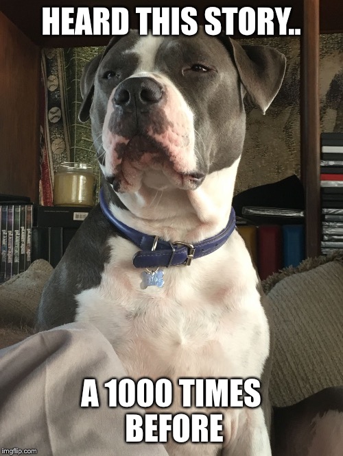 Stoic Dog | HEARD THIS STORY.. A 1000 TIMES BEFORE | image tagged in stoic dog | made w/ Imgflip meme maker