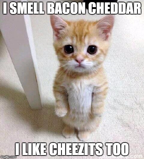 Cute Cat Meme | I SMELL BACON CHEDDAR; I LIKE CHEEZITS TOO | image tagged in memes,cute cat | made w/ Imgflip meme maker