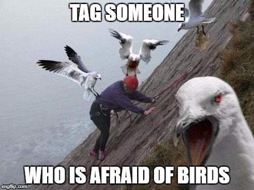 Angry Birds | TAG SOMEONE; WHO IS AFRAID OF BIRDS | image tagged in angry birds | made w/ Imgflip meme maker