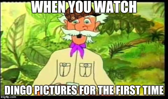 WHEN YOU WATCH; DINGO PICTURES FOR THE FIRST TIME | image tagged in shadydingo | made w/ Imgflip meme maker