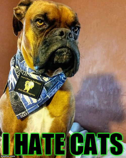 Grumpy Dog | I HATE CATS | image tagged in grumpy dog | made w/ Imgflip meme maker