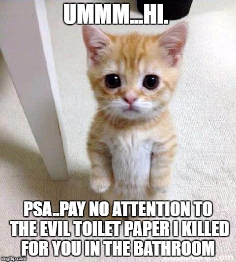 Cute Cat | UMMM...HI. PSA..PAY NO ATTENTION TO THE EVIL TOILET PAPER I KILLED FOR YOU IN THE BATHROOM | image tagged in memes,cute cat | made w/ Imgflip meme maker