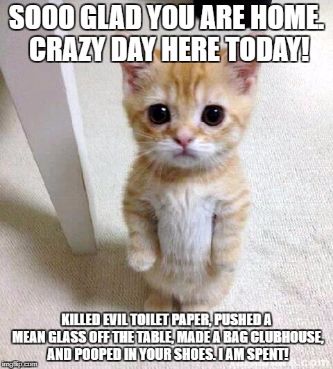 Cute Cat Meme | SOOO GLAD YOU ARE HOME. CRAZY DAY HERE TODAY! KILLED EVIL TOILET PAPER, PUSHED A MEAN GLASS OFF THE TABLE, MADE A BAG CLUBHOUSE, AND POOPED IN YOUR SHOES. I AM SPENT! | image tagged in memes,cute cat | made w/ Imgflip meme maker