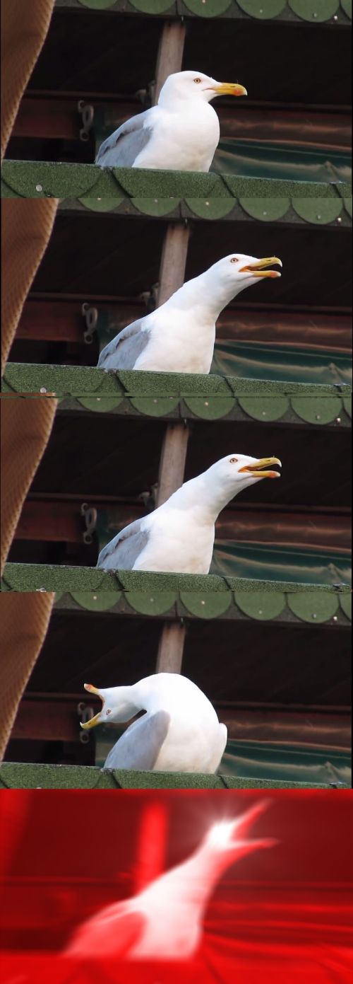 High Quality Inhaling Seagull Extended Blank Meme Template