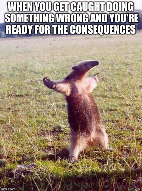 Fight me anteater | WHEN YOU GET CAUGHT DOING SOMETHING WRONG AND YOU'RE READY FOR THE CONSEQUENCES | image tagged in fight me anteater | made w/ Imgflip meme maker