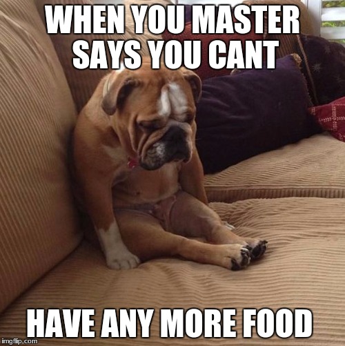 bulldogsad | WHEN YOU MASTER SAYS YOU CANT; HAVE ANY MORE FOOD | image tagged in bulldogsad | made w/ Imgflip meme maker