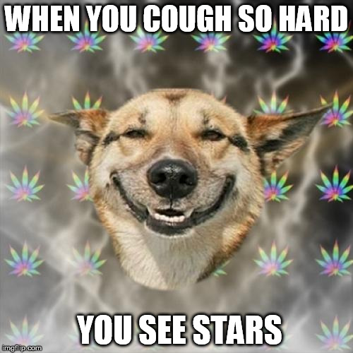 Stoner Dog Meme Imgflip