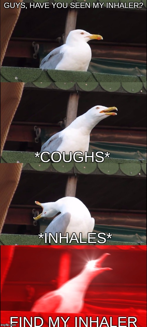 Inhaling Seagull | GUYS, HAVE YOU SEEN MY INHALER? *COUGHS*; *INHALES*; FIND MY INHALER | image tagged in inhaling seagull | made w/ Imgflip meme maker