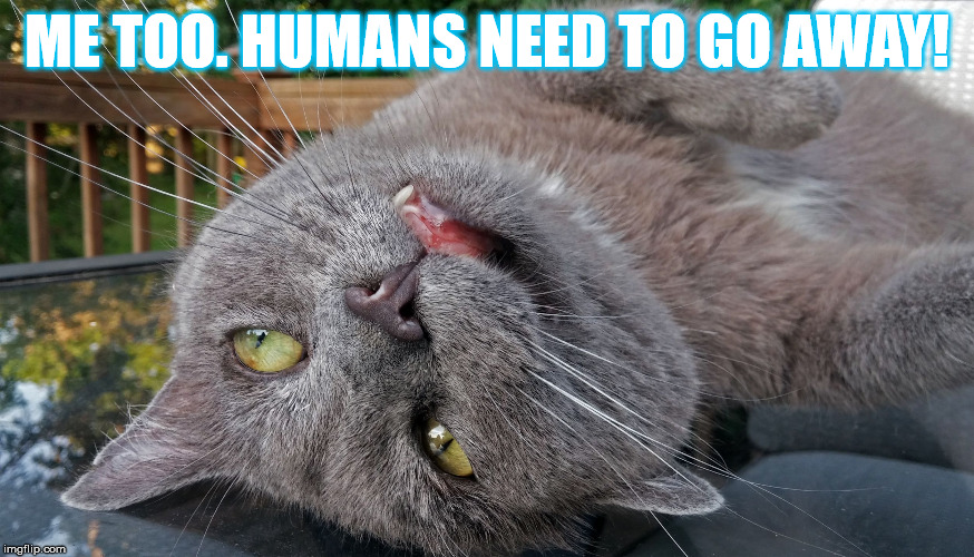 Faded Cat | ME TOO. HUMANS NEED TO GO AWAY! | image tagged in faded cat | made w/ Imgflip meme maker