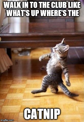 Cool Cat Stroll Meme | WALK IN TO THE CLUB LIKE WHAT'S UP WHERE'S THE; CATNIP | image tagged in memes,cool cat stroll | made w/ Imgflip meme maker