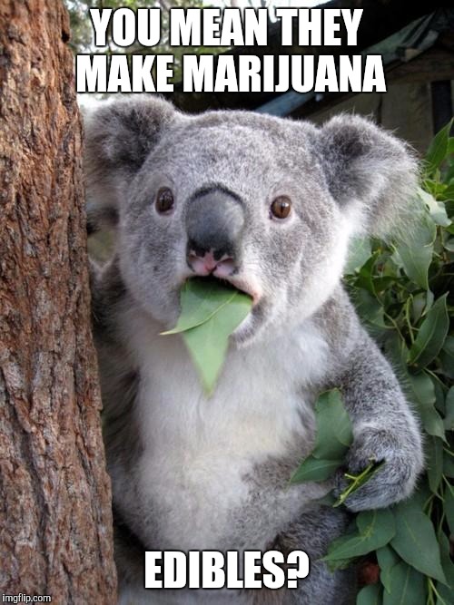 Surprised Koala Meme | YOU MEAN THEY MAKE MARIJUANA; EDIBLES? | image tagged in surprised koala | made w/ Imgflip meme maker