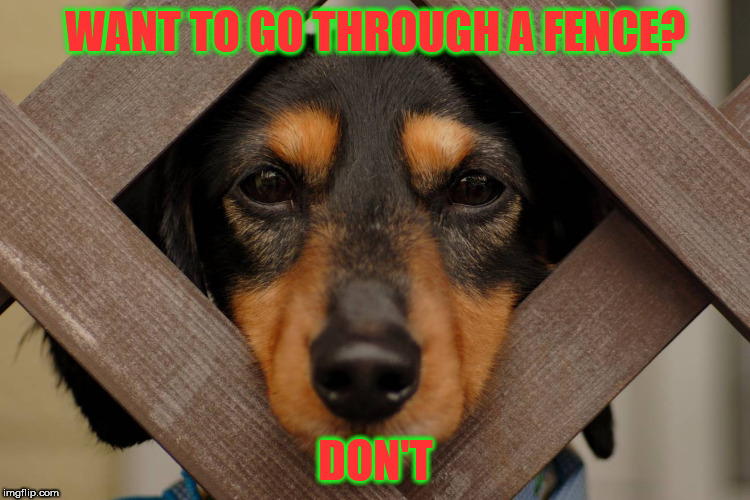 GOT STUCK AGAIN | WANT TO GO THROUGH A FENCE? DON'T | image tagged in bad pun dog | made w/ Imgflip meme maker