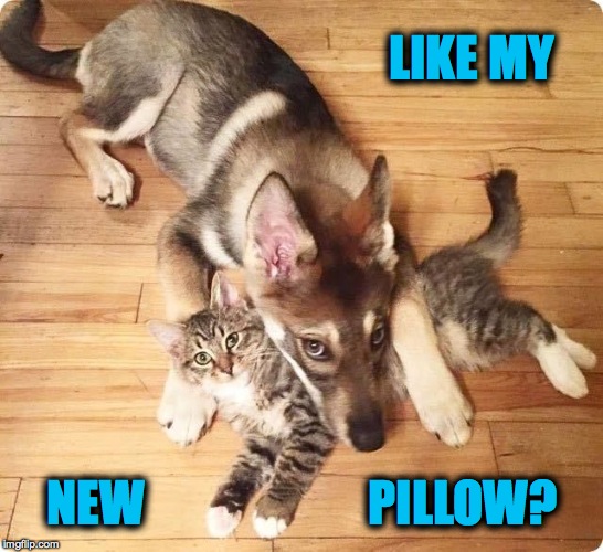 Doggo's New Pillow | LIKE MY; NEW                       PILLOW? | image tagged in comfy pup | made w/ Imgflip meme maker