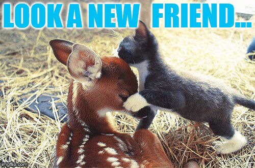 Unusual Friends | FRIEND... LOOK A NEW | image tagged in memes,cat memes,cat,deer,new,friends | made w/ Imgflip meme maker