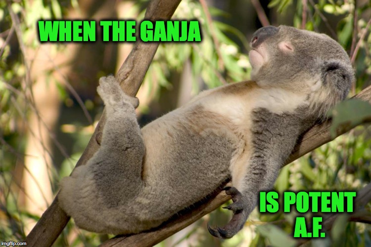 Kaput Koala | WHEN THE GANJA; IS POTENT A.F. | image tagged in naptime | made w/ Imgflip meme maker