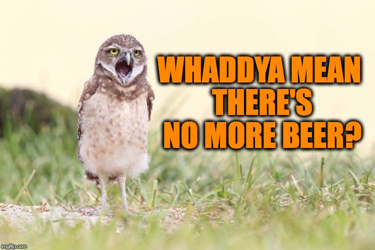 Browned Off Burrowing Owl | WHADDYA MEAN THERE'S NO MORE BEER? | image tagged in no mo' beer | made w/ Imgflip meme maker