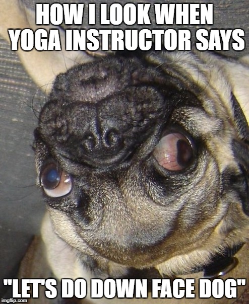HOW I LOOK WHEN YOGA INSTRUCTOR SAYS; "LET'S DO DOWN FACE DOG" | image tagged in pug | made w/ Imgflip meme maker