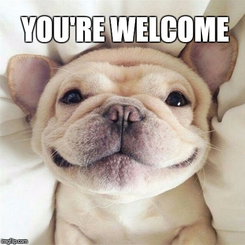 Youre Welcome Meme Dog