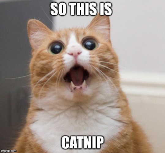 Catnip cats | SO THIS IS; CATNIP | image tagged in cats | made w/ Imgflip meme maker